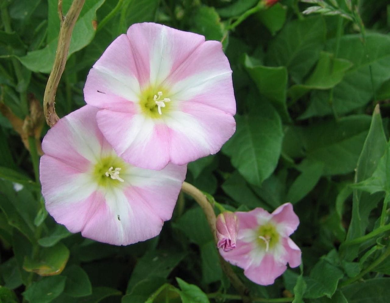 Convolvulus arvensis